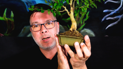Initiere in arta bonsai